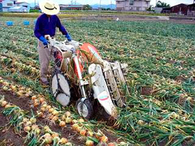 淡路島産タマネギを使用
