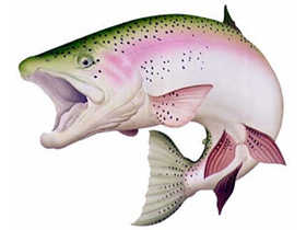 高品質の魚コラーゲンを使用
